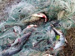 Ответственность за нарушение правил рыболовства